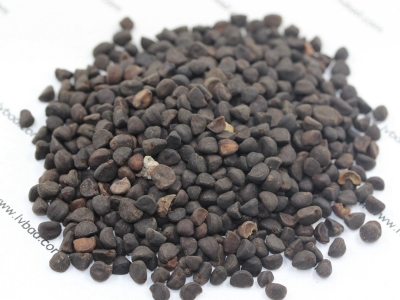 牽?；ǚN子價(jià)格_圖片_種植方法