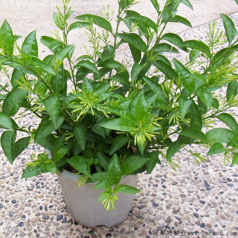 夜來(lái)香 夜來(lái)香