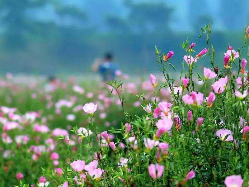 月見(jiàn)草