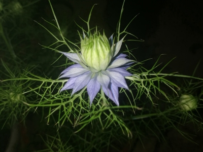 黑種草種子可以去哪里批發(fā)？