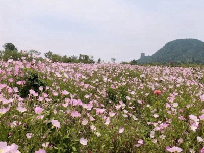 美麗月見(jiàn)草種子的播種量是多少？