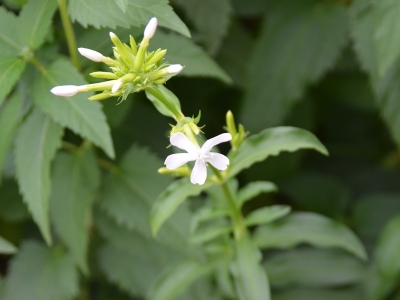 肥皂草種子幾天發(fā)芽，開花開多久？