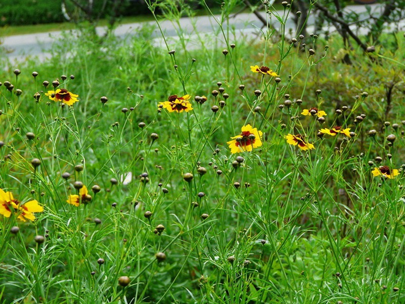 1600688650385165.jpg 3.jpg