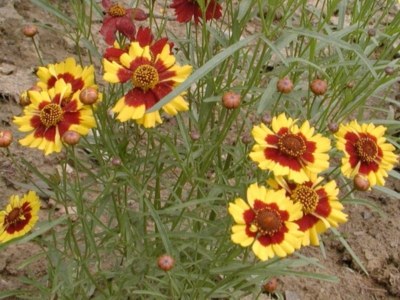 1600688653108309.jpg 1.jpg