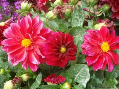 小麗花種子多久發(fā)芽，怎么播種