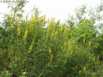  豬屎豆種子多少錢一斤？
