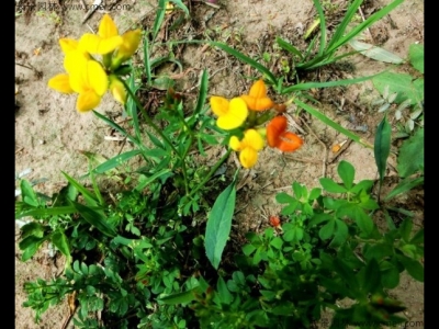 百脈根種子多少錢(qián)一斤？