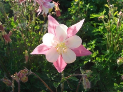小花耬斗菜種子多少錢一斤？