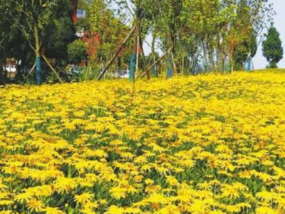 黃金菊種子發(fā)芽溫度？