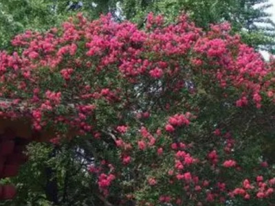 紫薇種子發(fā)芽溫度？