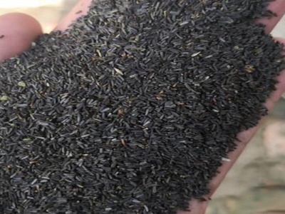 黑心菊種子什么時(shí)候成熟？