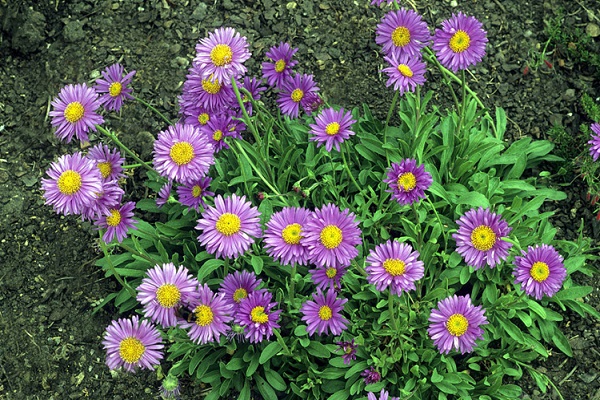 荷蘭菊.jpg 荷蘭菊.jpg