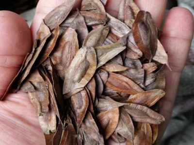 杜仲種子怎么催芽？