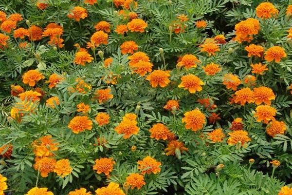 1640577100754928.jpeg 孔雀草2.jpeg