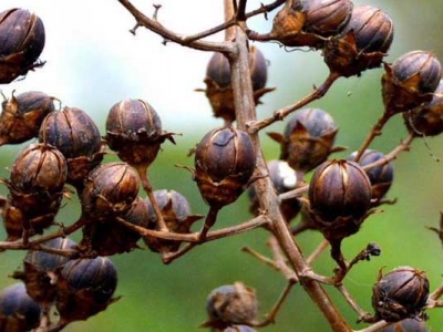 紫薇種子能發(fā)芽嗎？