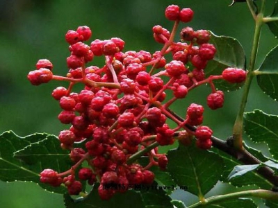 花椒種子冬天能種嗎？