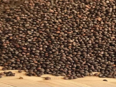 紫蘇種子要浸泡才能種嗎？