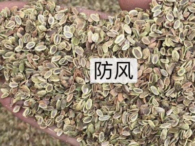 防風種子多少錢一斤