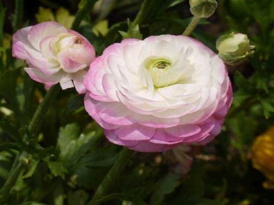 花毛茛幼苗多少錢(qián)？