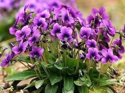 紫花地丁種子多少錢一斤？