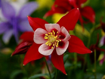 大花耬斗菜當(dāng)年種開花嗎？