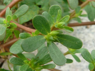 馬齒莧種子可以用水泡幫助發(fā)芽嗎？