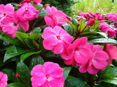 鳳仙花種子七月可以種嗎？