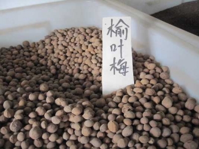 榆葉梅種子可以種嗎？