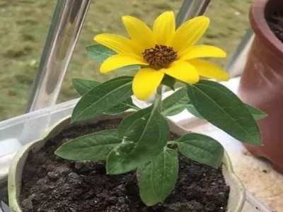 矮向日葵種子種多久開花？