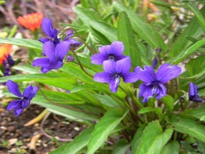 紫花地丁種子到開花多久？