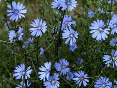 菊苣種子多長時間發(fā)芽？