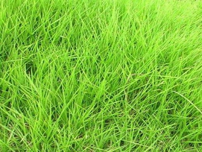 狗牙根草坪跟天鵝絨草坪的區(qū)別是什么？