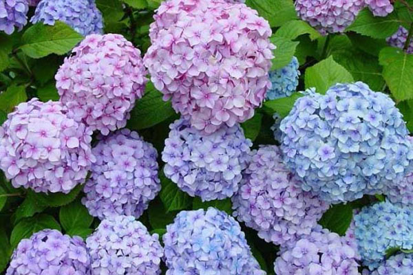 1663559899294762.jpeg 繡球花1.jpeg