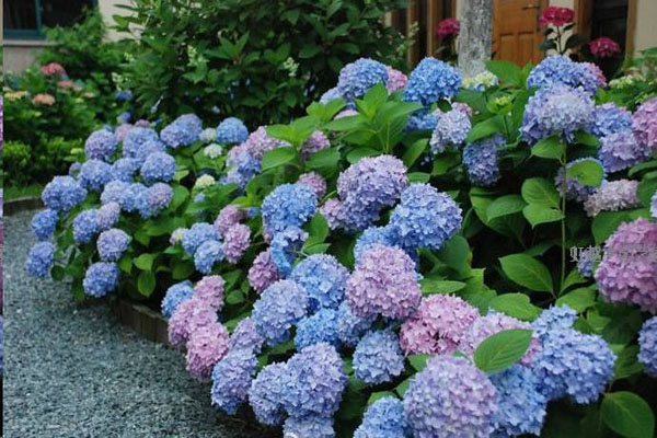 1663559905705728.jpeg 繡球花2.jpeg