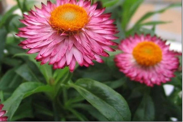 永生菊3.jpeg