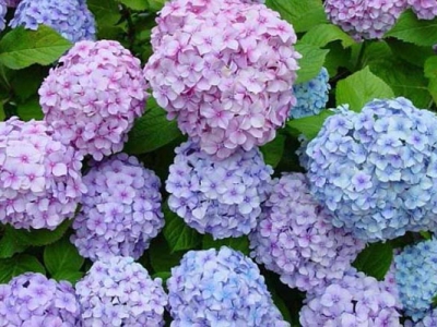 繡球花種子幾天發(fā)芽？