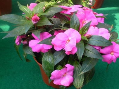 鳳仙花種子幾天才能發(fā)芽？