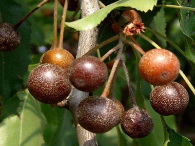 杜梨種子催芽幾天出芽？