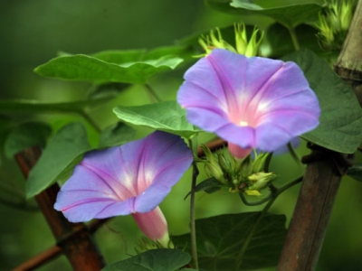 牽牛花種子幾天發(fā)芽出苗？