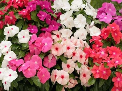 長(zhǎng)春花種子幾天才會(huì)發(fā)芽？