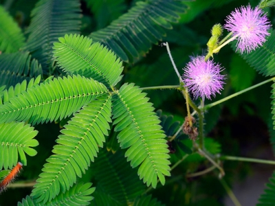 含羞草種子幾天發(fā)芽？