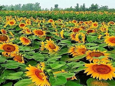矮向日葵種子幾天發(fā)芽？