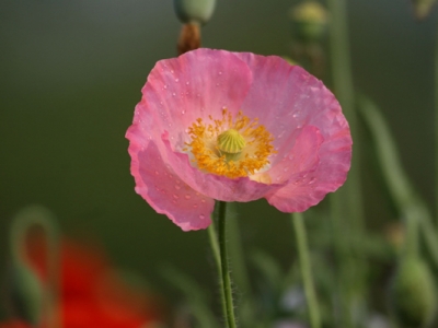 虞美人種子幾天能發(fā)芽？