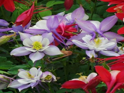 耬斗菜種子幾天后發(fā)芽？