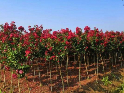 紫薇種子幾天發(fā)芽？