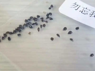 勿忘我種子什么時候播種最好