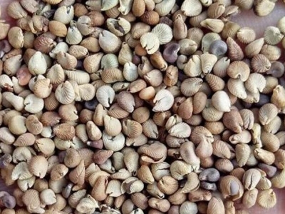 馬洛葵種子什么時候播種最好