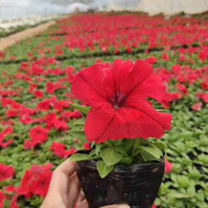 正紅大紅色矮牽?；ǘ?/></p><p style=