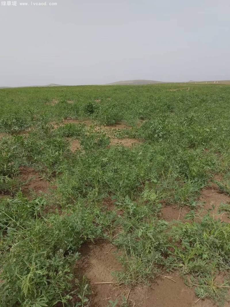 防風植株藥材種植田