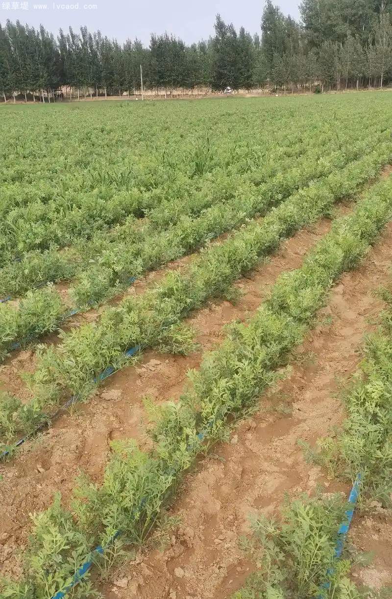 防風植株藥材種植田